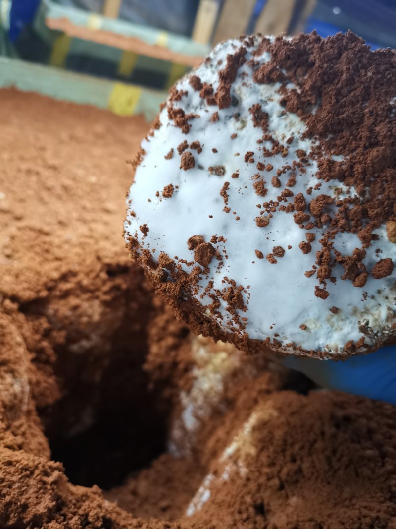 大量供应优质黑皮鸡枞菌包