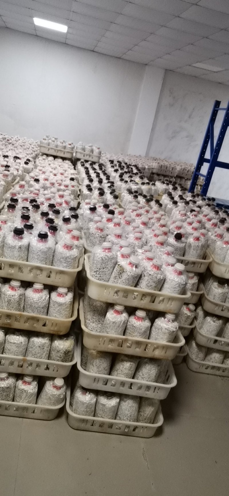 大量供应优质黑皮鸡枞菌包