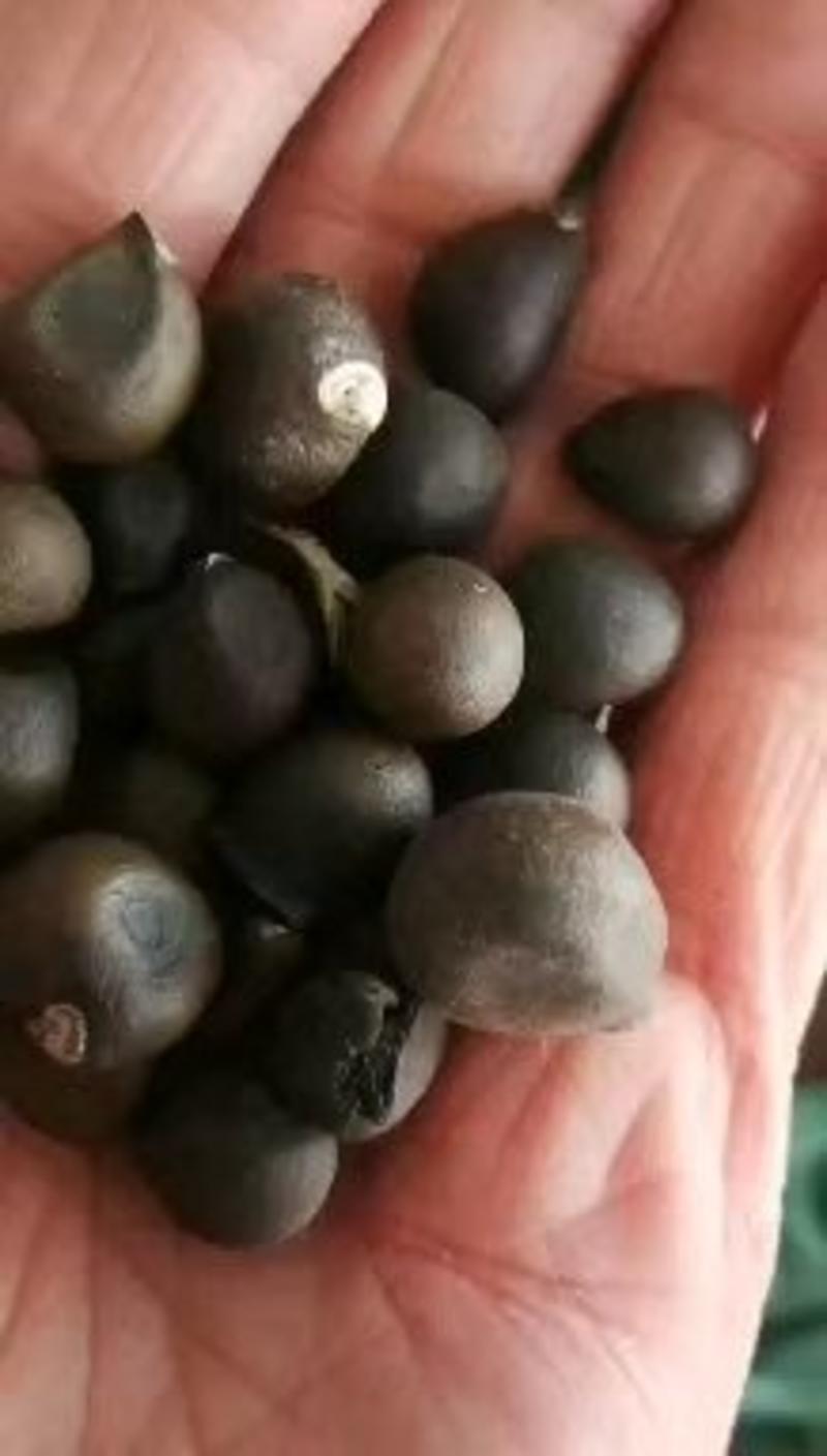 批发山杏种子毛樱桃籽沙藏处理山梨种子榆叶梅种子