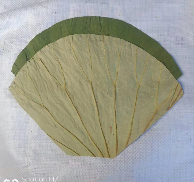山东微山湖荷叶荷叶裁片各种规格加工定做