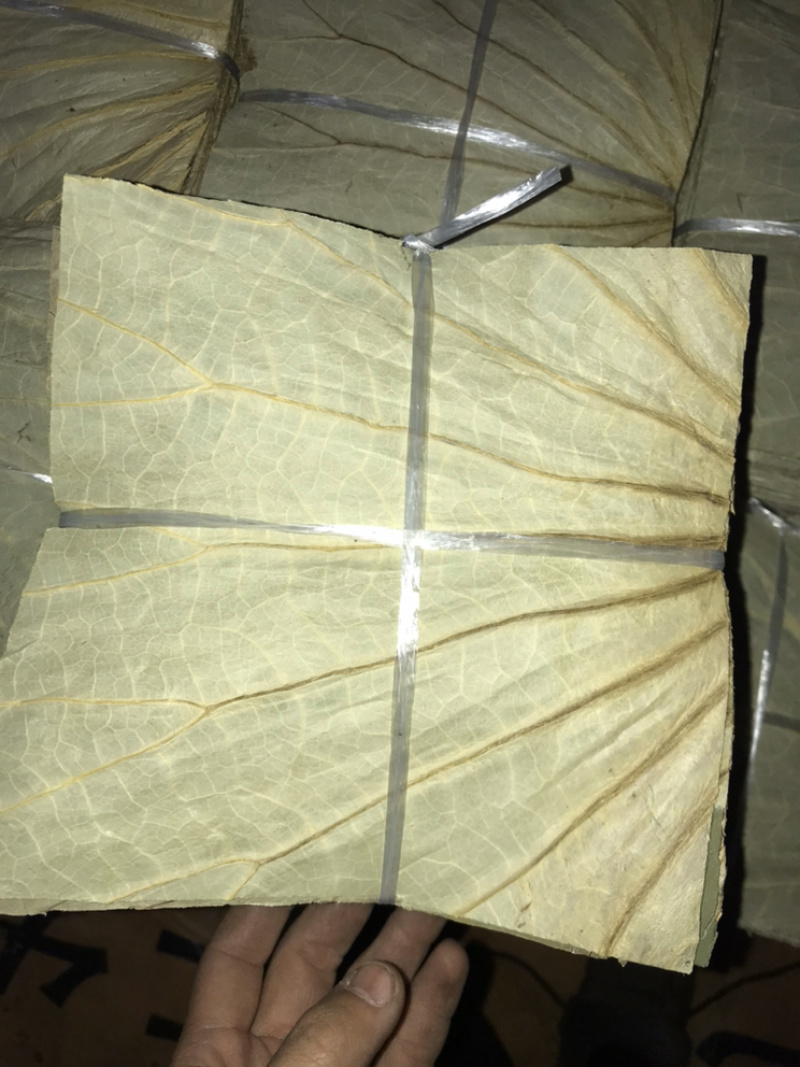 山东微山湖荷叶荷叶裁片各种规格加工定做