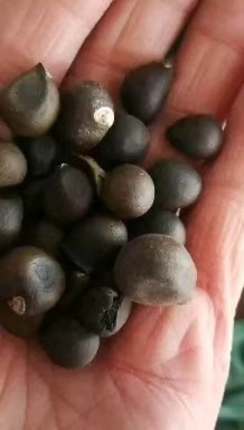 批发京桃种子红瑞木处理种子东北林木种子实体店