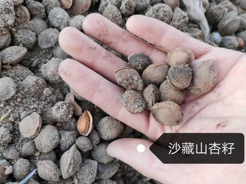 批发京桃种子红瑞木处理种子东北林木种子实体店