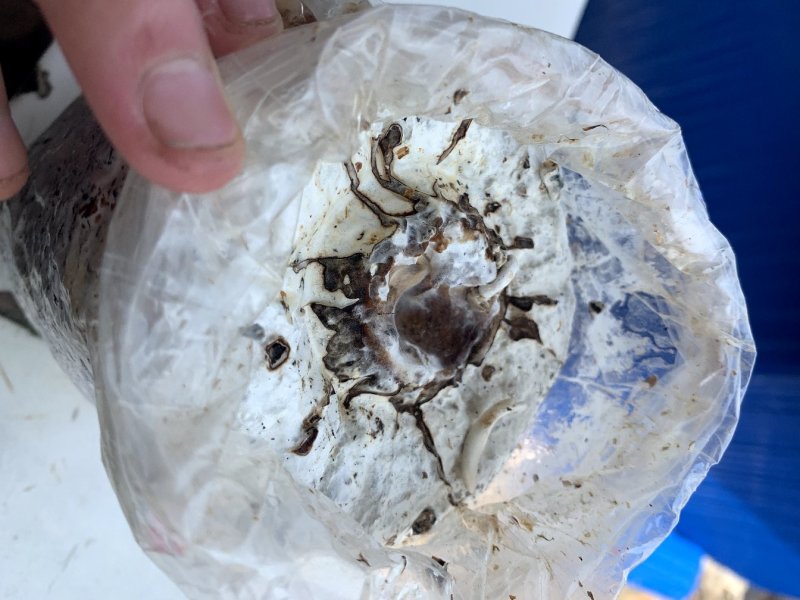 黑皮鸡枞生产菌包栽培种