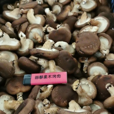 香菇