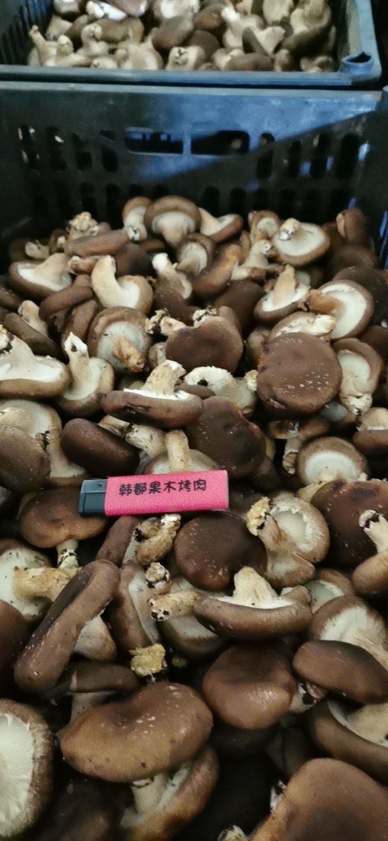 香菇
