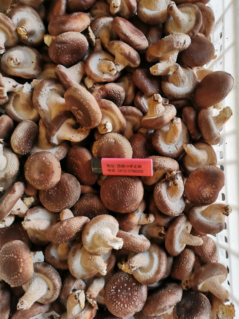 香菇
