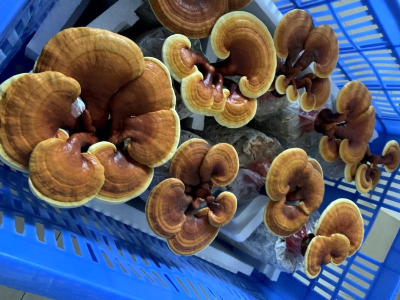 灵芝菌包，赤灵芝，仙草灵芝富硒灵芝