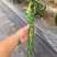 辣椒苗尖椒苗线椒苗太空椒苗螺丝椒苗菜椒苗方椒苗陇椒苗