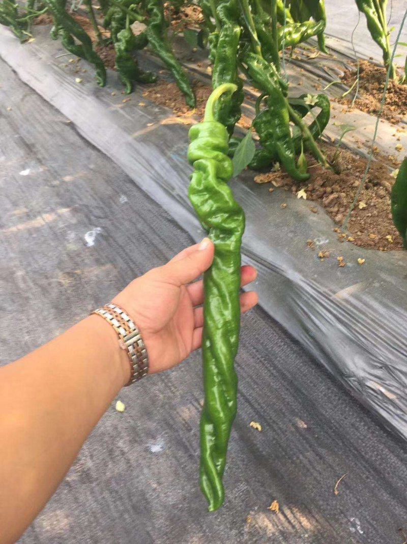 辣椒苗尖椒苗线椒苗太空椒苗螺丝椒苗菜椒苗方椒苗陇椒苗
