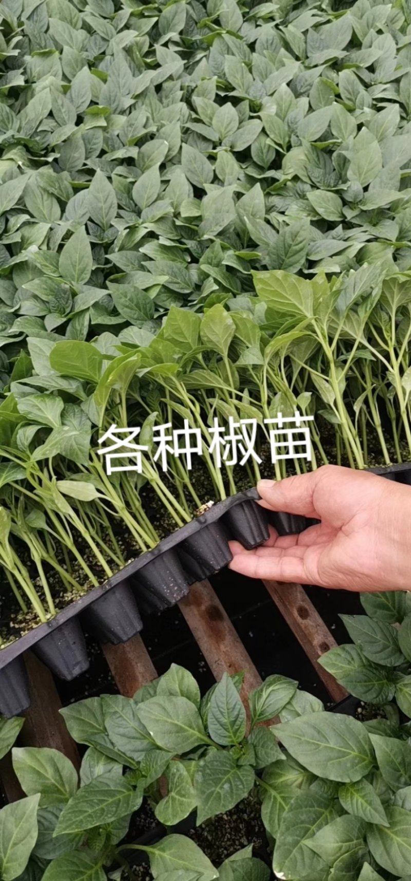 辣椒苗尖椒苗线椒苗太空椒苗螺丝椒苗菜椒苗方椒苗陇椒苗