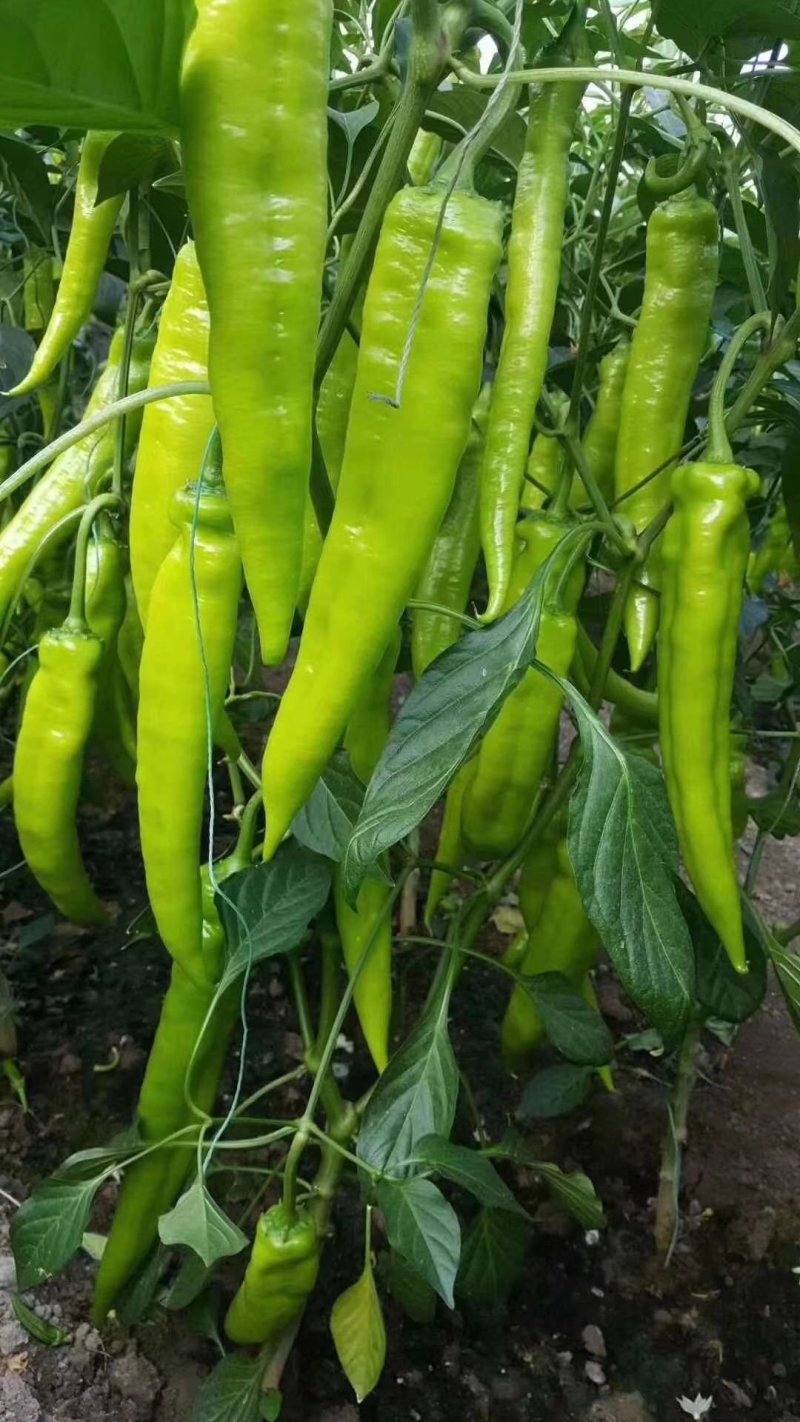 辣椒苗尖椒苗线椒苗太空椒苗螺丝椒苗菜椒苗方椒苗陇椒苗