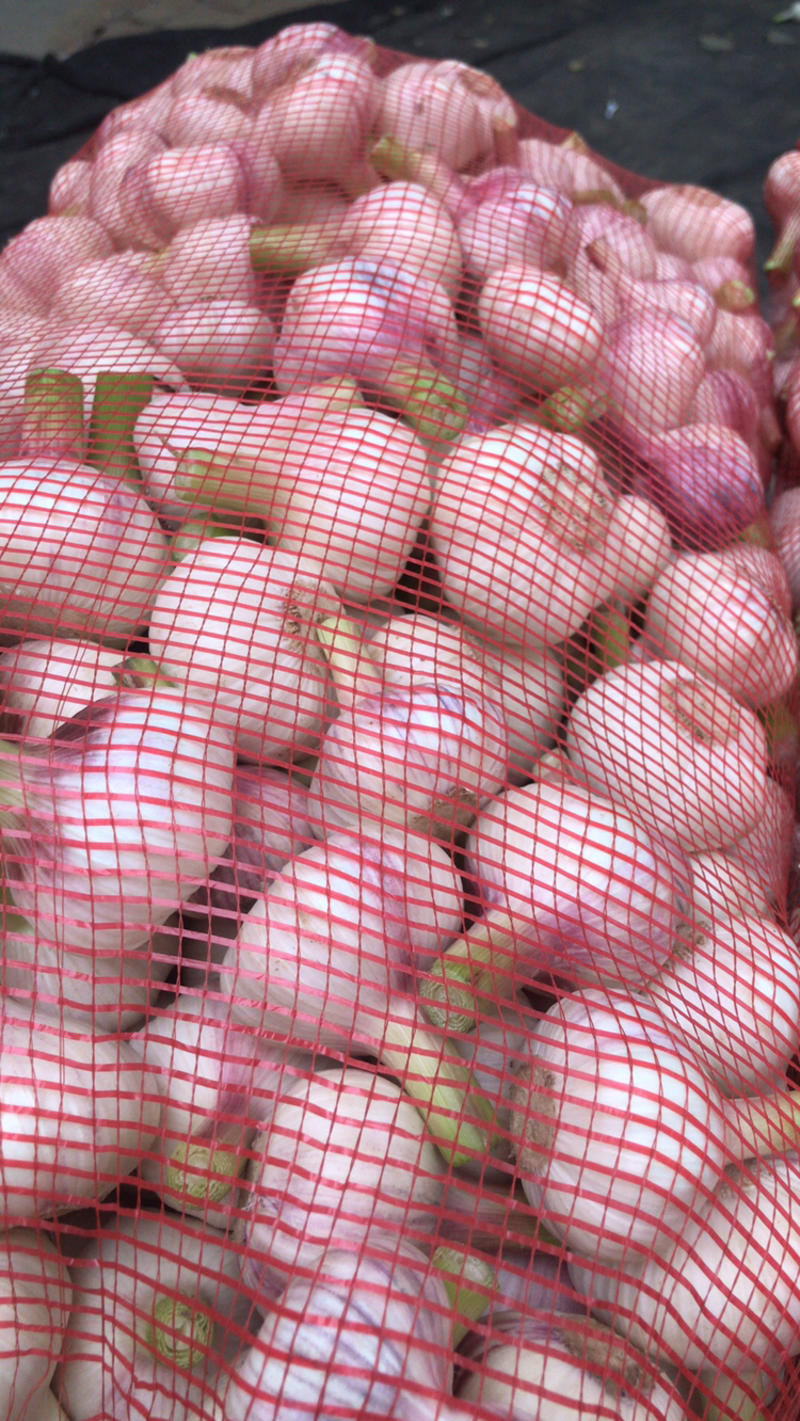 【优质大蒜】早熟扒皮鲜大蒜4.5～5.5cm保质保量
