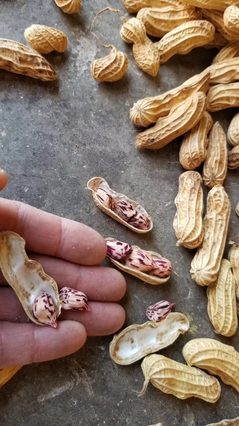 花生七彩花生越南七彩花生一手货源按对应的数量下单