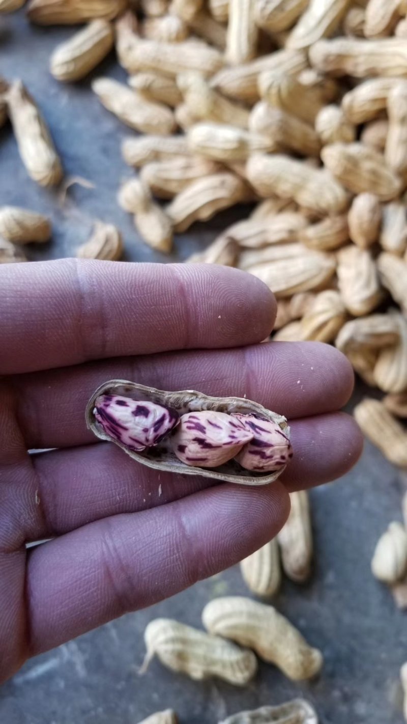 花生七彩花生越南七彩花生一手货源按对应的数量下单