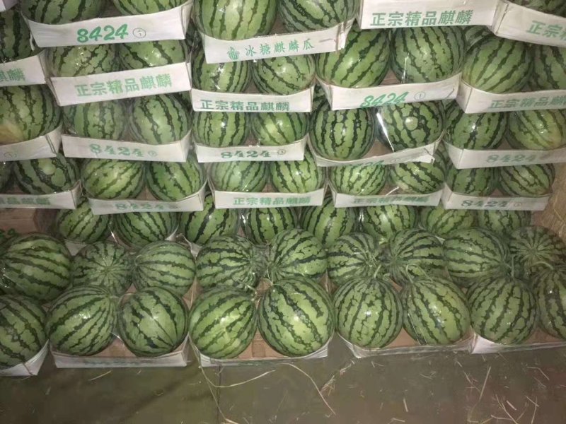 精品8424西瓜6斤打底8成熟头茬，包熟包甜，一条龙服务