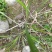 野生石菖蒲