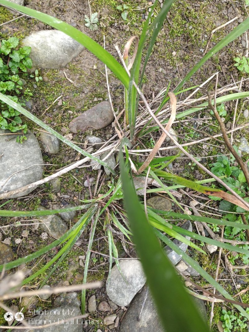 野生石菖蒲