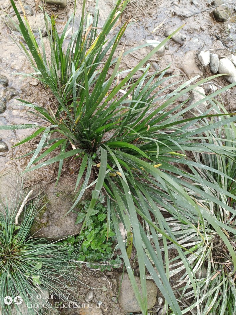 野生石菖蒲