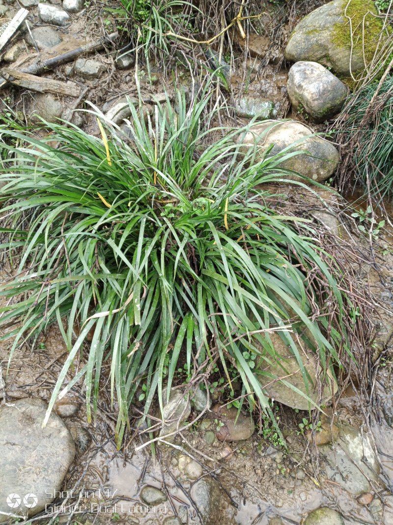 野生石菖蒲