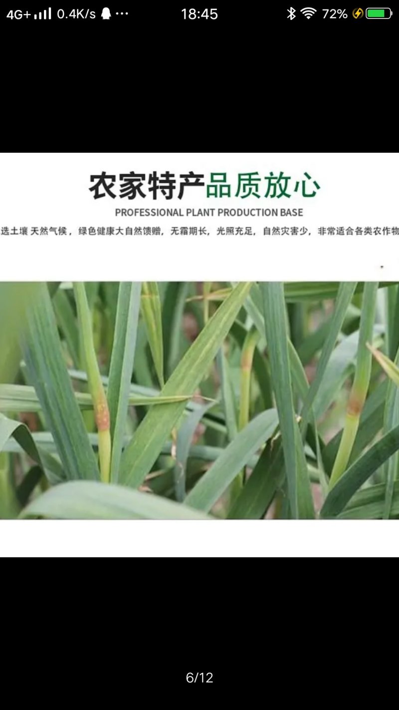 2020年新鲜蒜苔