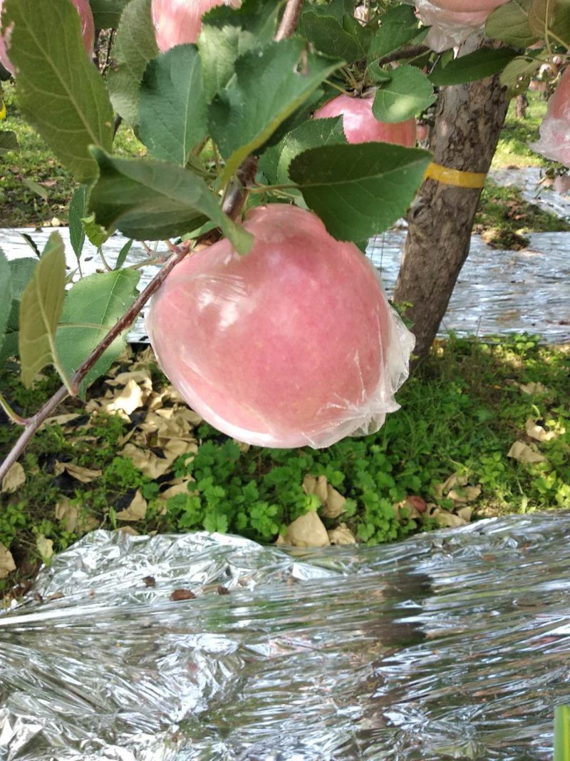 (一件代发)(苹果热销山西运城万荣县基地直供)，品质质量