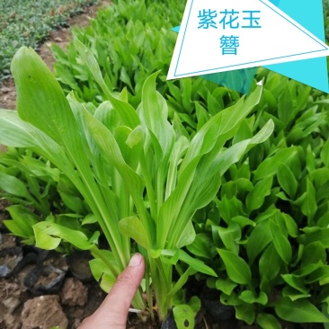 【精品】紫花玉簪，基地苗圃直供，货源充足
