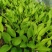 【精品】紫花玉簪，基地苗圃直供，货源充足