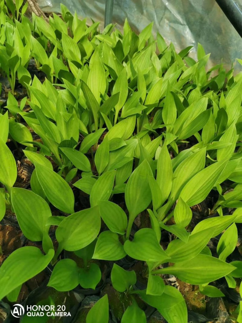 【精品】紫花玉簪，基地苗圃直供，货源充足