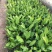 【精品】紫花玉簪，基地苗圃直供，货源充足