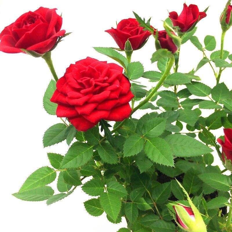 大花玫瑰花苗浓香型盆栽花卉四季开花室内外绿植物