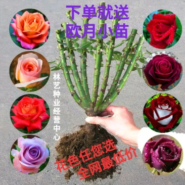 大花玫瑰花苗浓香型盆栽花卉四季开花室内外绿植物