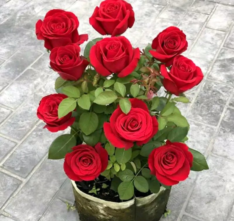 大花玫瑰花苗浓香型盆栽花卉四季开花室内外绿植物