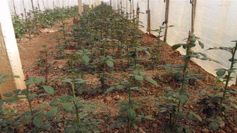 大花玫瑰花苗浓香型盆栽花卉四季开花室内外绿植物
