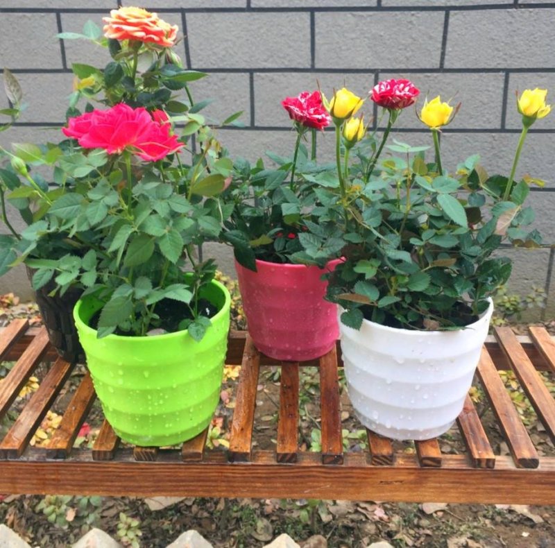 大花玫瑰花苗浓香型盆栽花卉四季开花室内外绿植物