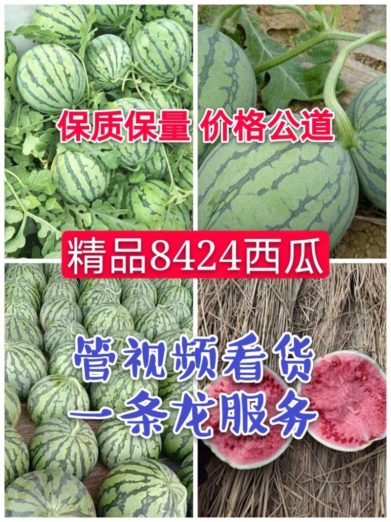 精品8424西瓜6斤打底8成熟头茬，包熟包甜，一条龙服务