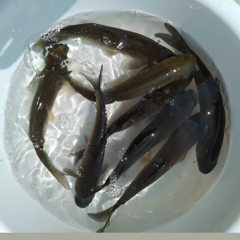 杂交草鱼苗，长势快，抗病能力强，欢迎订购，量大从优