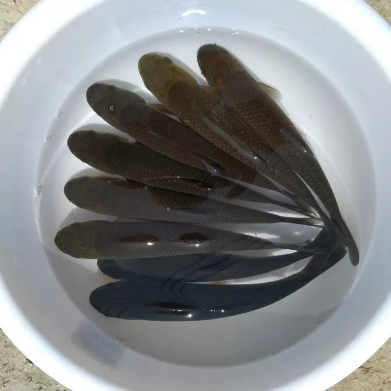 杂交草鱼苗，长势快，抗病能力强，欢迎订购，量大从优