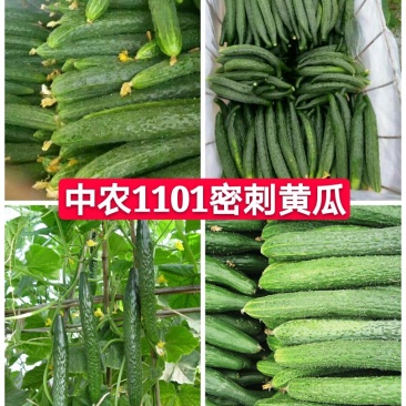 夏邑中农1101黄瓜25公分以上干花带刺诚信代办