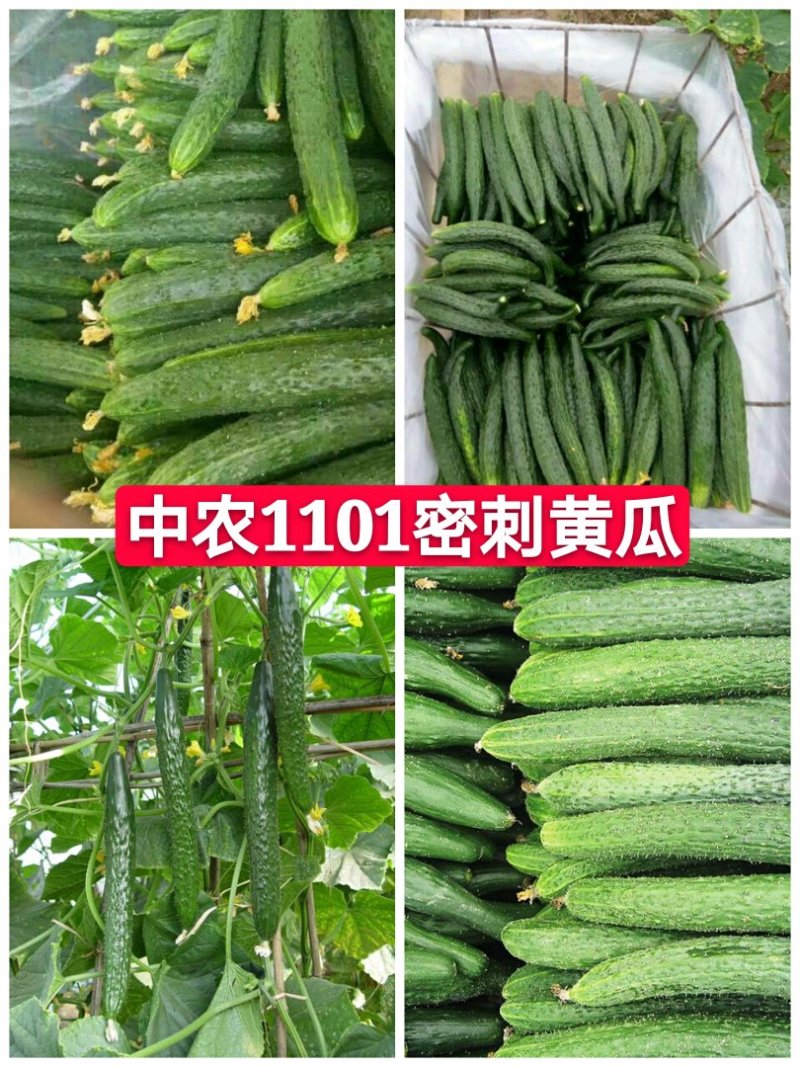 夏邑中农1101黄瓜25公分以上干花带刺诚信代办