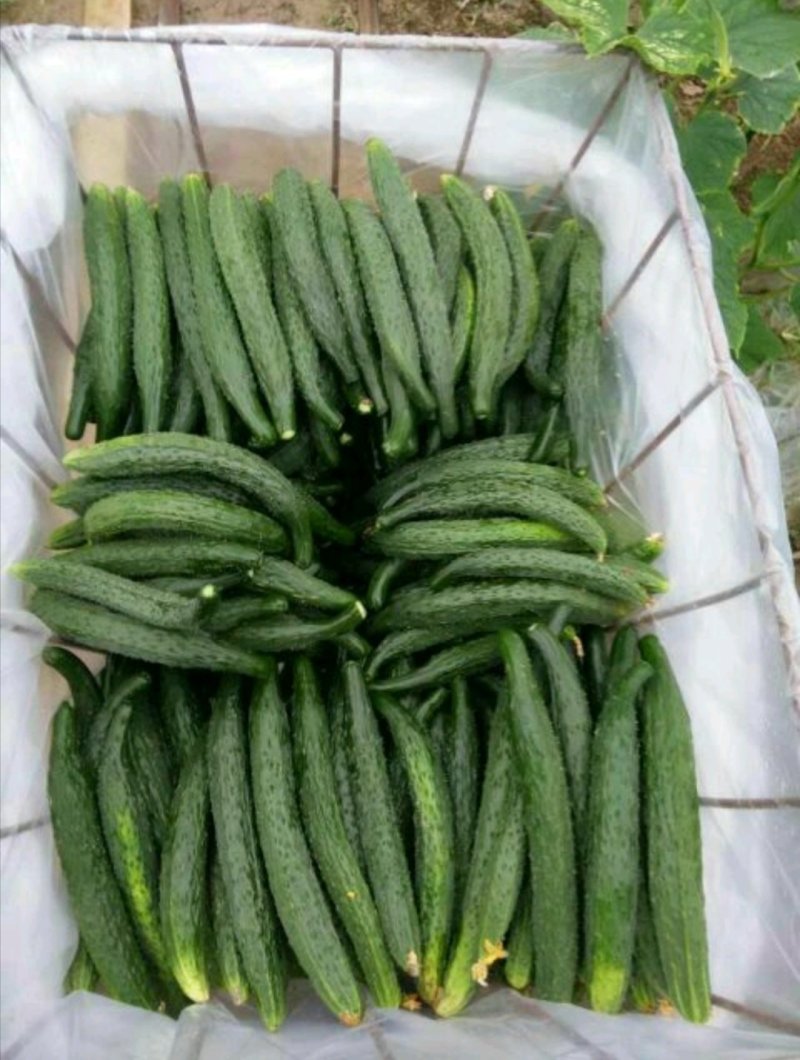 夏邑中农1101黄瓜25公分以上干花带刺诚信代办