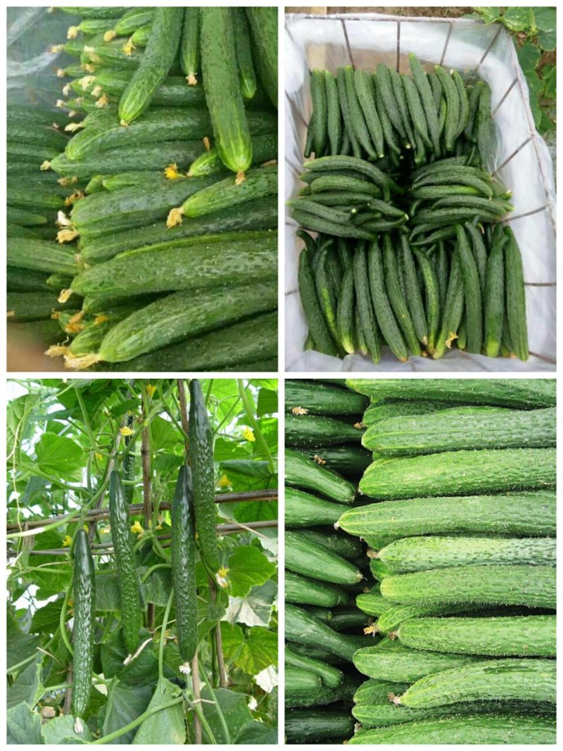 夏邑中农1101黄瓜25公分以上干花带刺诚信代办