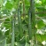 中农106黄瓜25公分以上干花带刺产地直供一条龙服务