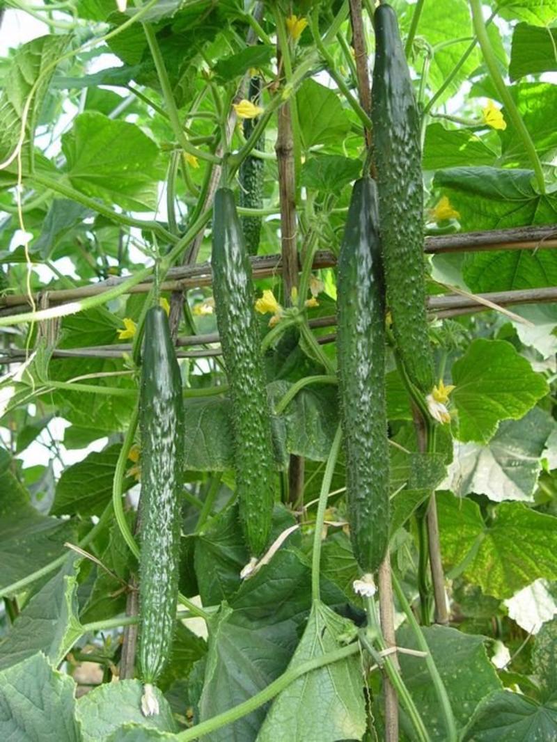 德瑞特721黄瓜25公分以上干花带刺产地直供一条龙