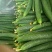 德瑞特721黄瓜25公分以上干花带刺产地直供一条龙
