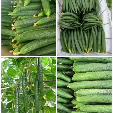 德瑞特721黄瓜25公分以上干花带刺产地直供一条龙