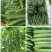德瑞特721黄瓜25公分以上干花带刺产地直供一条龙