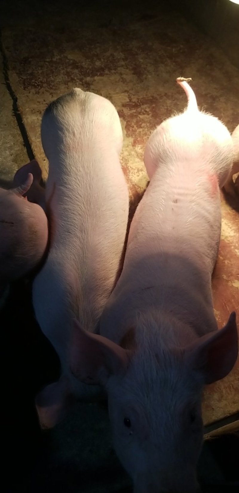 原种大白母猪，产量高好品种瘦肉母猪，适合全国喂养。