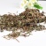薄荷薄荷叶产地直销量大从优