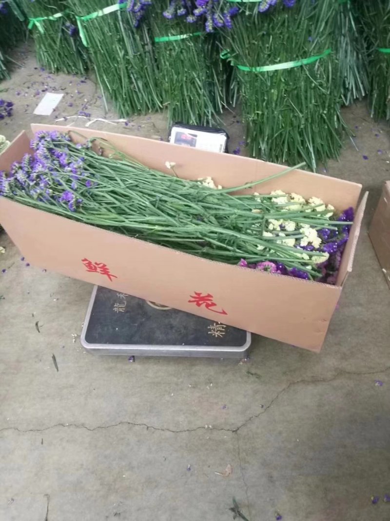 勿忘我水晶情人草